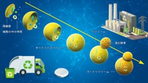 オートファジー